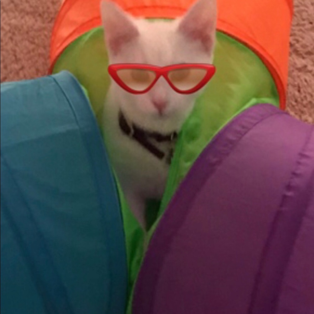 Meet your Posher, Barbara